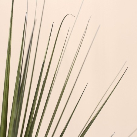 Plante artificielle asparaga 66cm verte | Hashtag Déco