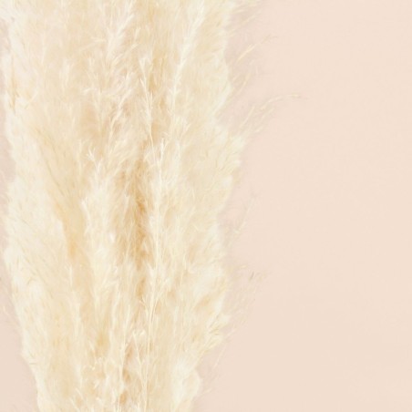 Bouquet fleurs séchées pampas beige 100cm | Hashtag Déco