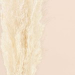 Bouquet fleurs séchées pampas beige 100cm | Hashtag Déco