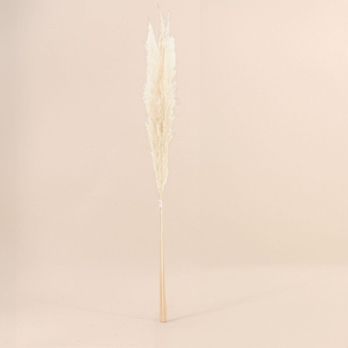 Bouquet fleurs séchées pampas beige 100cm | Hashtag Déco