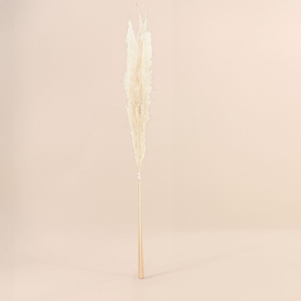 Bouquet fleurs séchées pampas beige 100cm | Hashtag Déco