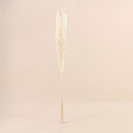 Bouquet fleurs séchées pampas beige 100cm | Hashtag Déco