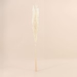 Bouquet fleurs séchées pampas beige 100cm | Hashtag Déco