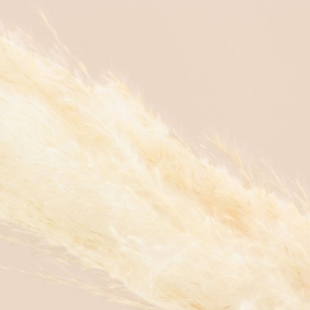 Bouquet fleurs séchées pampas beige 100cm | Hashtag Déco