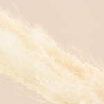 Bouquet fleurs séchées pampas beige 100cm | Hashtag Déco