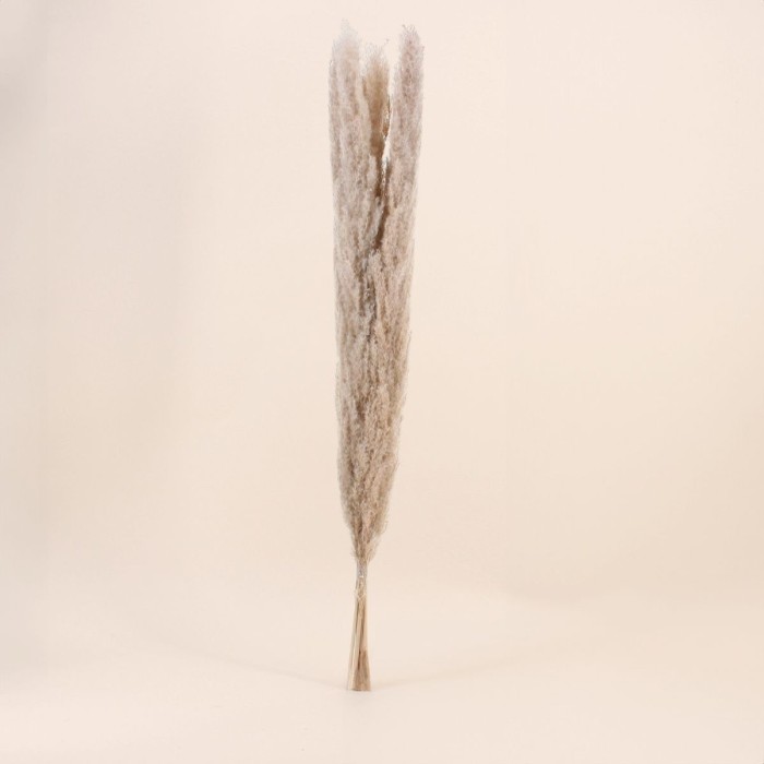 Bouquet 5 pampas beige 100cm pour intérieur | Hashtag Déco