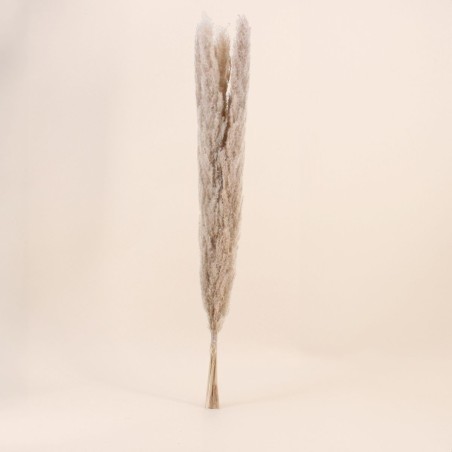 Bouquet 5 pampas beige 100cm pour intérieur | Hashtag Déco