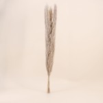 Bouquet 5 pampas beige 100cm pour intérieur | Hashtag Déco