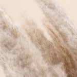 Bouquet 5 pampas beige 100cm pour intérieur | Hashtag Déco