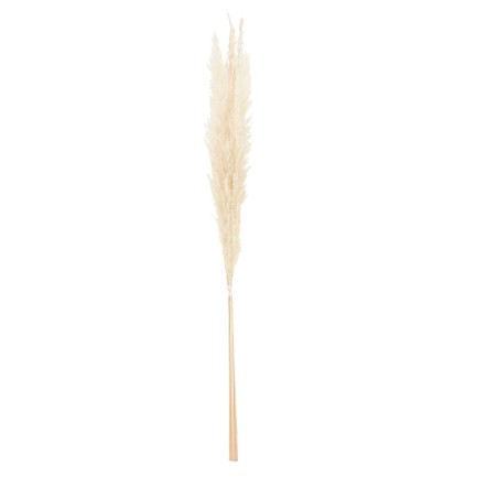 Bouquet fleurs séchées pampas beige 100cm | Hashtag Déco