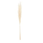 Bouquet fleurs séchées pampas beige 100cm | Hashtag Déco