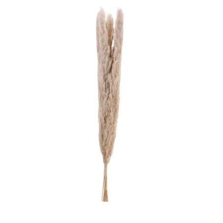 Bouquet 5 pampas beige 100cm pour intérieur | Hashtag Déco