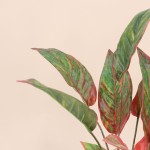 Plante artificielle rouge 52cm | Hashtag Déco