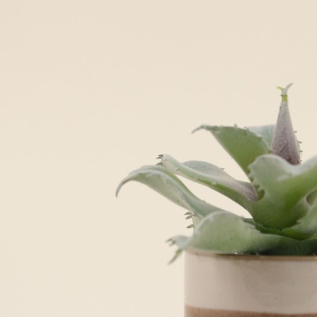 Plante grasse artificielle céramique rayée | Hashtag Déco