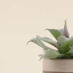 Plante grasse artificielle céramique rayée | Hashtag Déco