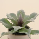Plante grasse artificielle céramique rayée | Hashtag Déco