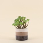 Plante grasse artificielle pot céramique beige | Hashtag Déco