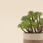 Plante grasse artificielle pot céramique beige | Hashtag Déco