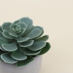 Plante artificielle verte pot ciment 12cm | Hashtag Déco