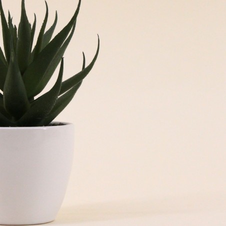 Plante grasse artificielle pot céramique blanc | Hashtag Déco