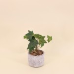 Plante artificielle pot ciment gris 28x14cm | Hashtag Déco